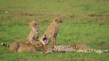 Wall Mural - cheetah cubs