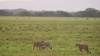 Wall Mural - cheetahs in africa