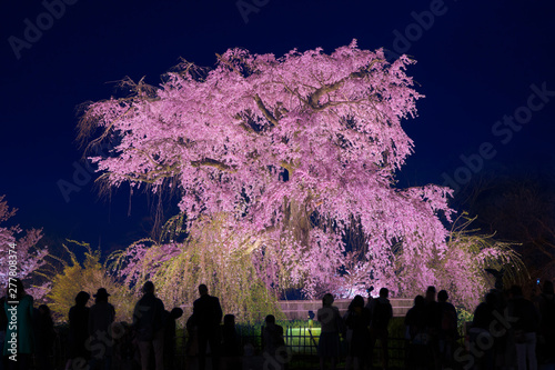 京都 円山公園 枝垂桜 夜景 Stock 写真 Adobe Stock