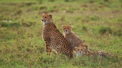 cheetah with cubs