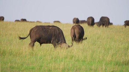 Wall Mural - cape buffalo herd in maasai mara
