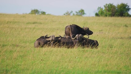 Wall Mural - cape buffaloes in maasai mara