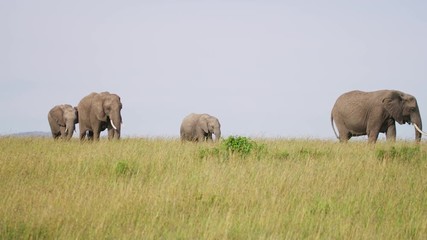 Wall Mural - elephants in maasai mara