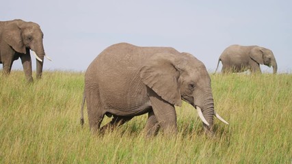 Wall Mural - elephants in the savannah
