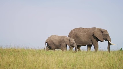 Wall Mural - elephant with calf