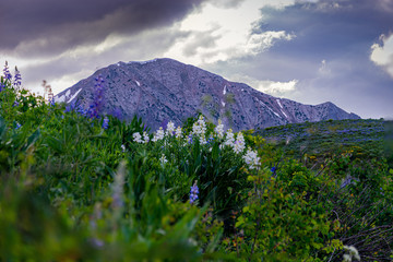 Sticker - purple mountain 