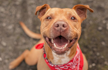 A Dog Photographed For A California Shelter, Who Has Since Been Adopted!