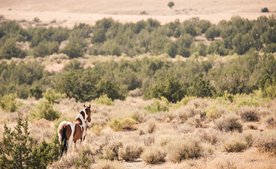 Wall Mural - a wild horse looking over the vast utah desert in the western united states
