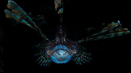 A lion fish with mouth open, black background and colours