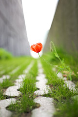 A wild poppy flower and grass growing in a concrete path