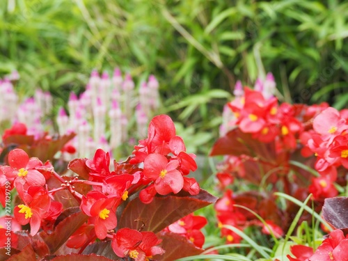 初夏の庭に咲く赤いベゴニアの花 Stock 写真 Adobe Stock