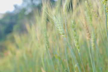 Barley grain is used for flour