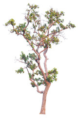 tree isolated on white background