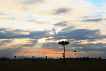 Evening weather, Silhouette sugar palm trees in the field with sun light are shone through the clouds look feel good.