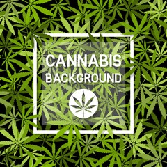 Canvas Print - Cannabis marijuana leaves background with white frame