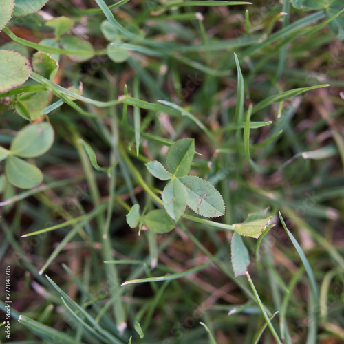 Vierblattriges Kleeblatt Klee Four Leaf Clover Grun Green Garten