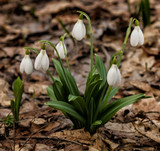 Fototapeta Tulipany - Snowdrop spring flowers.