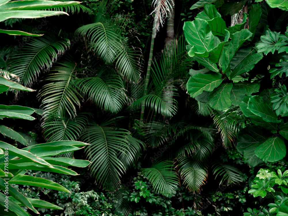 Tropical Rainforest Landscape background. Tropical jungle palms, trees and plants - obrazy, fototapety, plakaty 