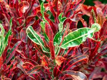 Flower Leaves Of Codiaeum Variegatum. Close Up Green Croton Plant Surrounded By Red Crotons