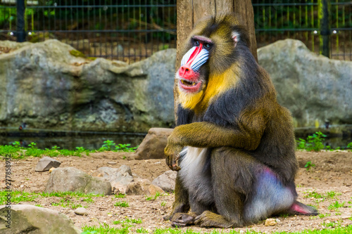 Closeup Portrait Of A Mandrill Monkey Show Its Teeth Tropical Primate With A Colorful Face Vulnerable Animal Specie From Cameroon Africa Buy This Stock Photo And Explore Similar Images At Adobe Closeup Portrait Of A Mandrill Monkey Show Its Teeth Tropical Primate With A Colorful Face Vulnerable Animal Specie From Cameroon Africa Buy This Stock Photo And Explore Similar Images At Adobe