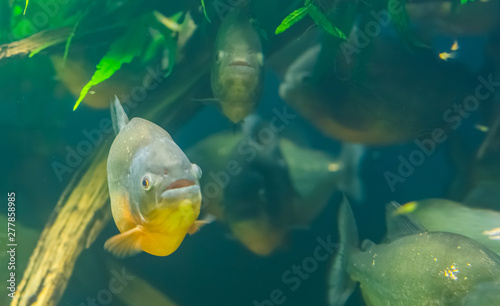 Closeup Of A Red Bellied Piranha With A School Of Piranhas In The Background Tropical Fish Specie From The Amazon Basin Of America Stock Photo Adobe Stock Closeup Of A Red Bellied Piranha With A School Of Piranhas In The Background Tropical Fish Specie From The Amazon Basin Of America Stock Photo Adobe Stock