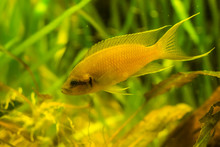 Closeup Of A Gold Nasuta Cichlid, Colorful Yellow Ornamental Aquarium Pet, Tropical Fish Specie From Lake Tanganyika In Africa