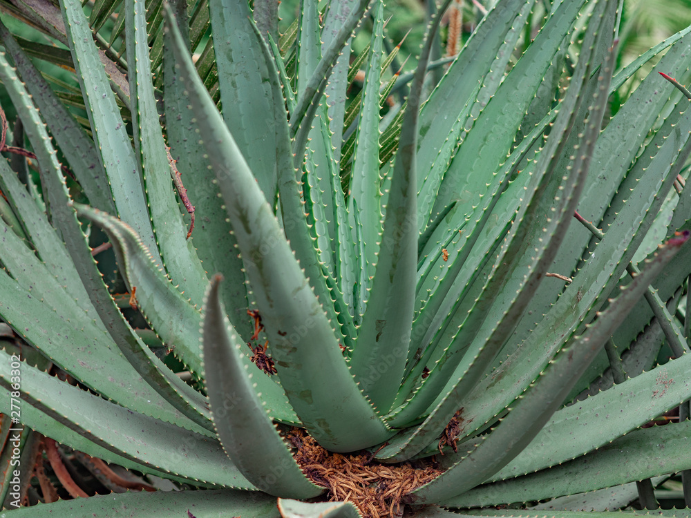 Close up a big Aloe Vera plants in wild nature in Spain. Tropical treatment  plant Stock Photo | Adobe Stock