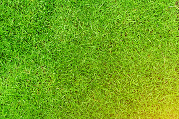 Green grass texture background, Green lawn, Backyard for background, Grass texture, Green lawn desktop picture, Park lawn texture.