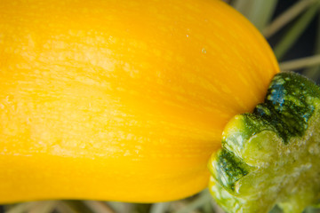 ripe yellow juicy zucchini