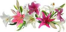 Isolated White And Pink Lily Flowers Design