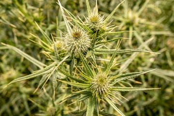 Wall Mural - Spiny Wild Flower Wooly Thistle Cirsium Eriophorum