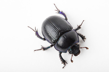 Beetle dung macro white background