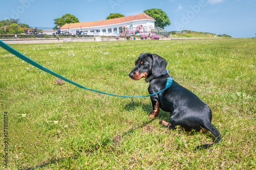 Black And Tan Short Haired Miniature Dachshund Sitting On Grass On