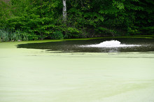 Aerating A Pond With Green Water Carpet From Plants.