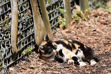 Wall Mural - Resting spotted cat outside near the wall.