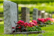Grave stones in a row with red and pink flowers