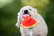 golden retriever puppy eating watermelon
