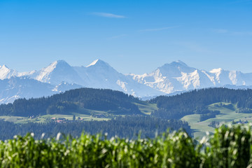 Eiger Mönch und Jungfrau an einem Frühsommermorgen