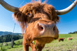 close-up hairy Scottish highland cattle on a green meadow in switzerland