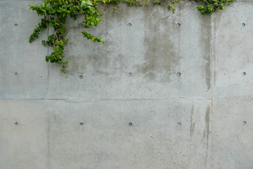 concrete wall with green