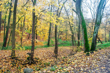 Canvas Print - forest landscape in autumn day