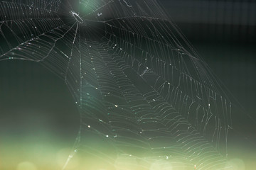 Spider Web