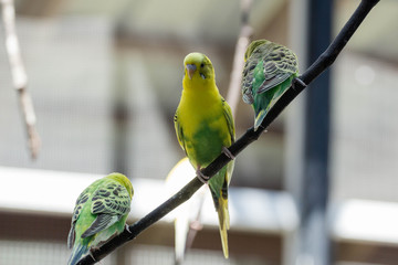 Three Parakeets on a Branch / Birds 