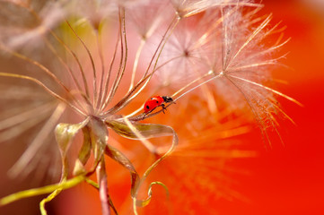 Beautiful Ladybug on dandelion defocused background