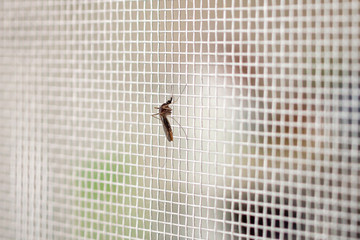 Wall Mural - mosquito on insect net wire screen close up on house window