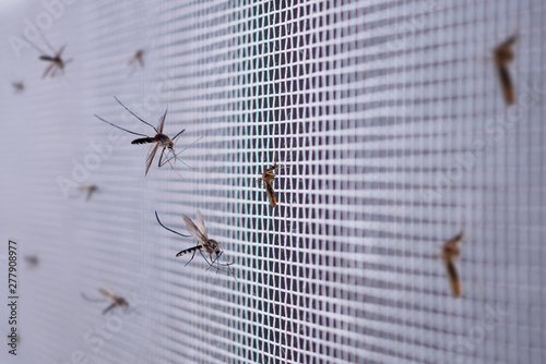 many mosquitoes on insect net wire screen close up on house window Poster Mural XXL