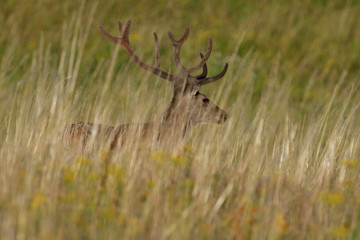 portrait of a head deer with antlers on a meadow in spring