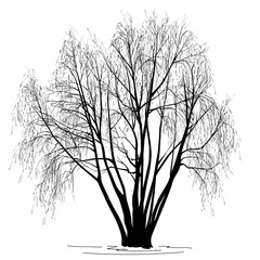 Willow (Salix alba L.) silhouette without leaves, in the winter