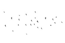 Silhouette Of A Flock Of Flying Birds