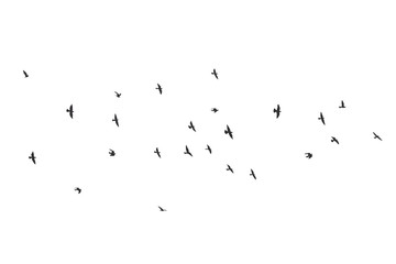 Wall Mural - silhouette of a flock of flying birds